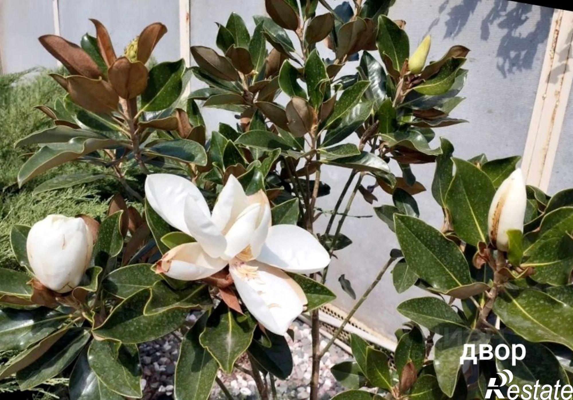 Купить дачу, дом, коттедж за 28 000 000 рублей на ул Виноградная, 11