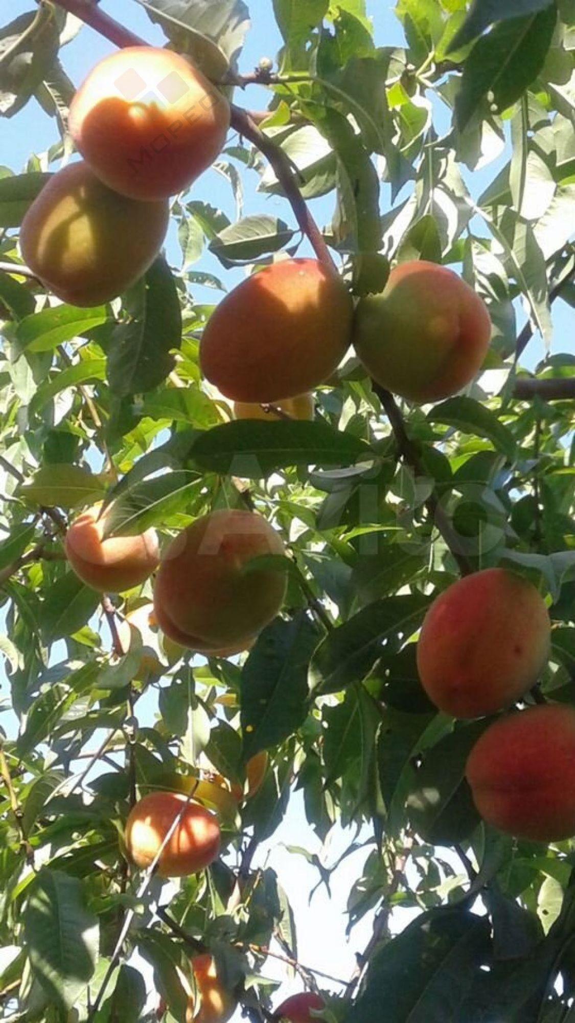 Купить дачу, дом, коттедж за 11 000 000 рублей на Шевченко ул, 47