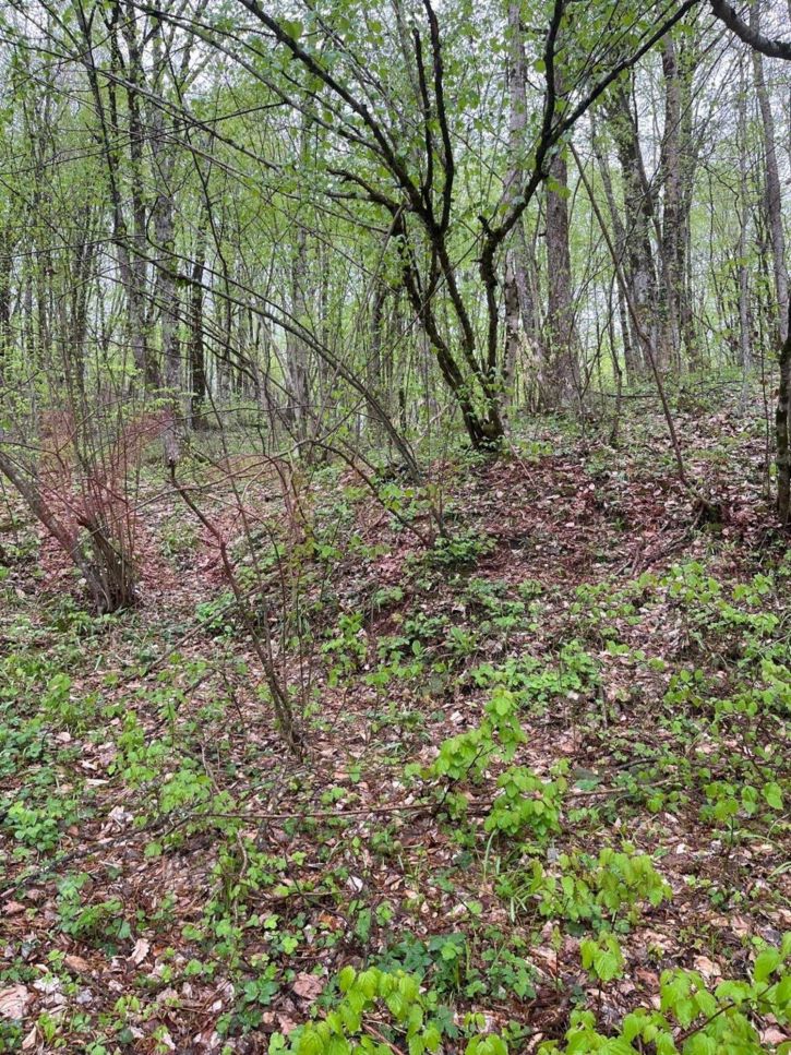 Земельный участок Пушкина ул.